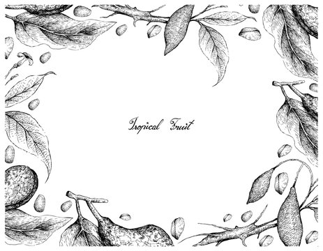 Tropical Fruits, Illustration of Hand Drawn Sketch Fresh Tabernanthe Iboga Fruits Isolated on White Background.