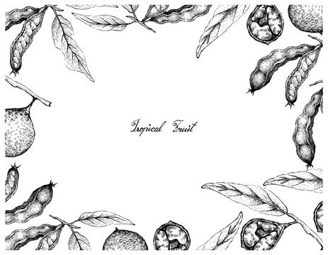 Tropical Fruits, Illustration Frame of Hand Drawn Sketch Ice Cream Beans, Pacay or Inga Edulis and Ivru Wood or Siphonodon Celastrineus Fruits Isolated on White Background. 