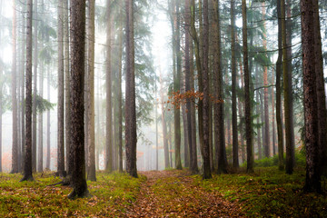 Obraz premium Forest in fog, autumn in a forest of the Czech Republic.