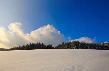 Fototapeta na wymiar Pine trees with snow in winter . Winter background.