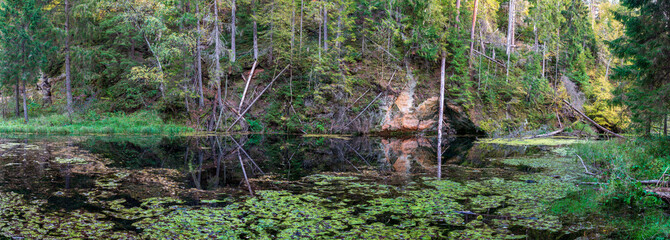 water grass and green refletions in old river