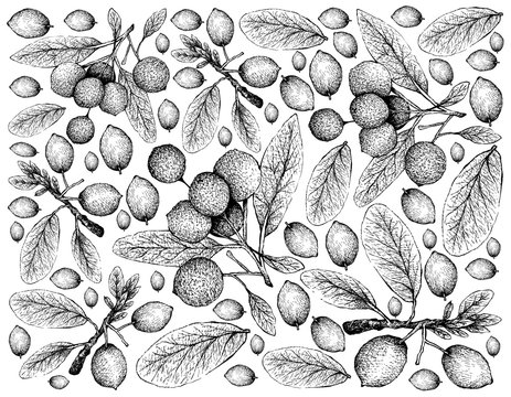 Tropical Fruit, Illustration Wallpaper of Hand Drawn Sketch Imbe, African Mangosteen or Garcinia Livingstonei and Hanza or Boscia Senegalensis Fruits Isolated on White Background.