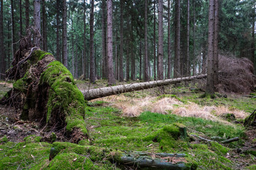 fallen tree in a fairy tale forest