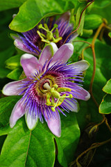 Purple and white flower of the passiflora caerulea vine