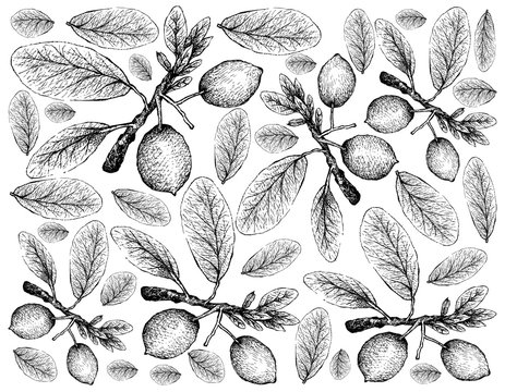 Tropical Fruit, Illustration Wallpaper of Hand Drawn Sketch Imbe, African Mangosteen or Garcinia Livingstonei Fruits Isolated on White Background.