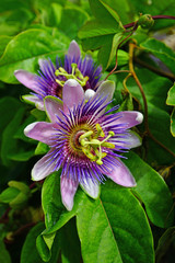 Purple and white flower of the passiflora caerulea vine