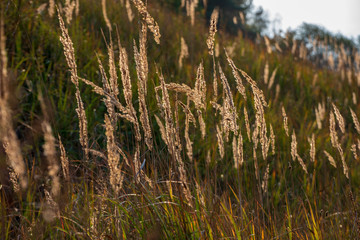 non specific nature forest bed details of foliage