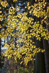 non specific nature forest bed details of foliage