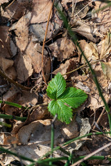 non specific nature forest bed details of foliage