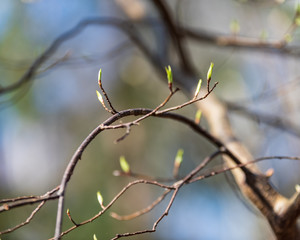 non specific nature forest bed details of foliage