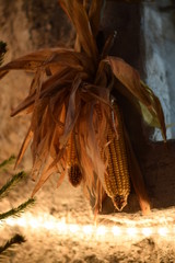 Pannocchia di mais trentino