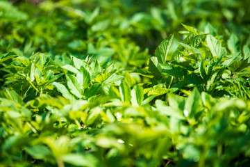 Obraz premium non specific nature forest bed details of foliage