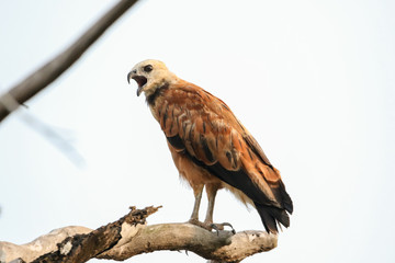 eagle on a branch