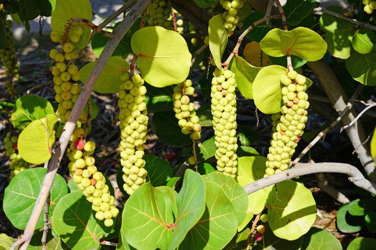 Tropical sea grape shrub with green, yellow, and red mottled leaves and grape-like fruit growing on a Caribbean beach