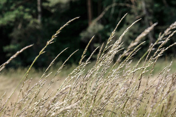 Fototapeta premium cultivated wheat field in summer