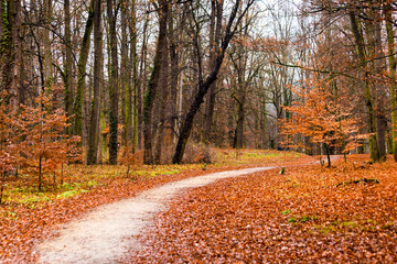 Last golden leaves in autumn beech forest.