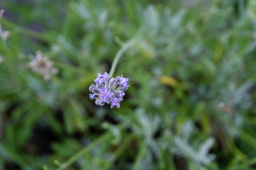 Blooming flower in summer