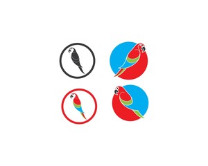 parrot illustration template design