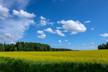 Fototapeta premium cultivated wheat field in summer