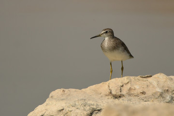 Wood Sandpiper / Tringa glareola