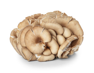 Raw mushrooms on white background