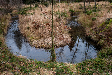 river in the forest