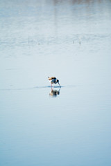 Fototapeta premium Birds feeding in a lagoon