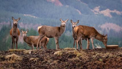 A herd of doe deer standing in the forest, looking at the camera