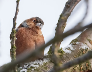 Neugieriger Buchfink mit Schnee am Schnabel