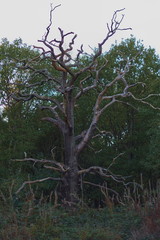 Scary halloween Tree