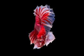 Foto op Plexiglas Het ontroerende moment mooi van rode siamese betta vis of splendens vechten vis in thailand op zwarte achtergrond. Thailand noemde Pla-kad of dumbo big ear fish. © Soonthorn