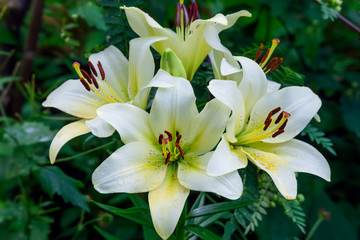 White lily flowers in summer garden