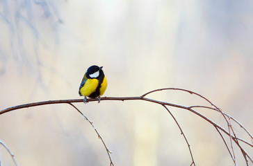 plump little chickadee bird sitting on the branch of a birch in a Sunny Park on a winter morning