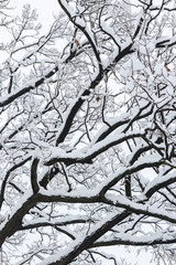Snow landscape. The branches of the tree are covered with snow.