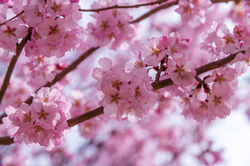 Japanese cherry Blossom (Sakura tree) spring season or hanabi season in japan, outdoor garden background
