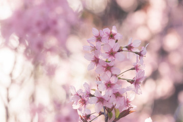 Japanese cherry Blossom (Sakura tree) spring season or hanabi season in japan, outdoor garden background