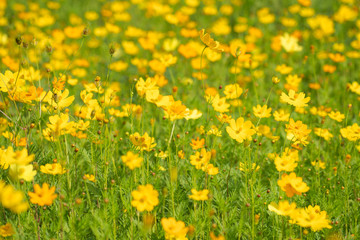 Yellow cosmos flowers Background
