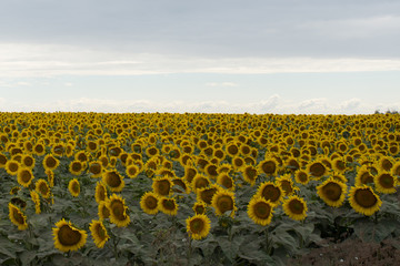 Obraz premium Girasoles