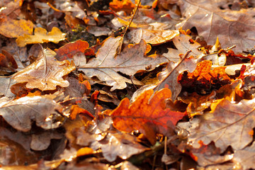 Fall tree leaves