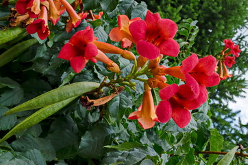 Red bloom and leaves of Trumpet creeper or  Campsis radicans tree  in street, town Delchevo,...