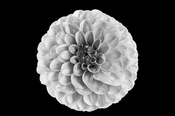 Black and white flower in isolation on a black background. For designers.