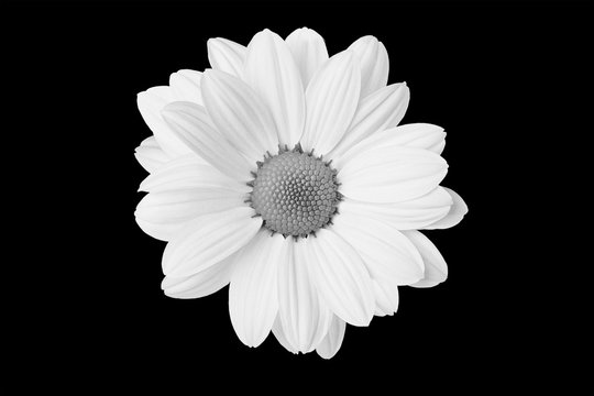 Fototapeta Black and white flower in isolation on a black background. For designers .