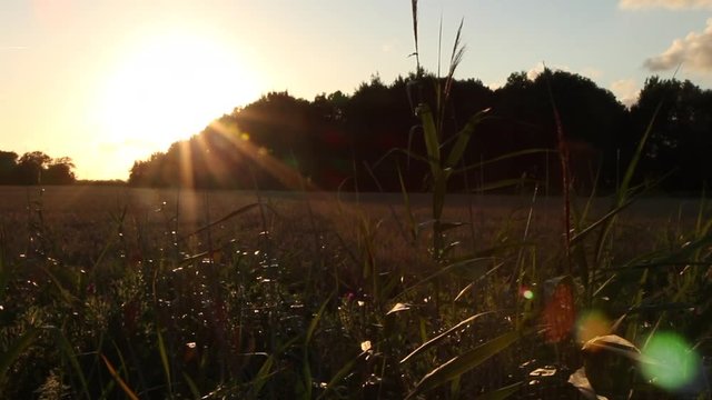 Dolly shot/ Tracking along Grass and wheat field, with Golden Sunset, Dramatic Sky and Lens Flare in East Frisia, North Germany.