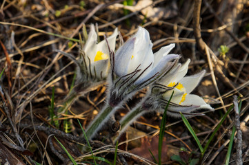 spring, forest, primroses, dream grass, lumbago, grass