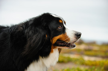 Bernese Mountain Dog side view of head