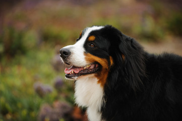 Bernese Mountain Dog
