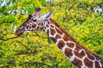 Picture of young giraffe in the zoo with green trees on the background