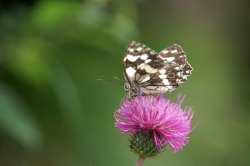 Obraz premium Tessin