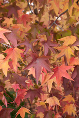 Liquidambar styraciflua