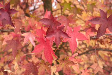 Liquidambar styraciflua